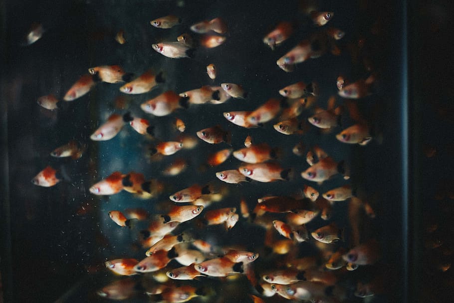 shoal of pet fish, school of red fish, school of fish, close-up HD wallpaper