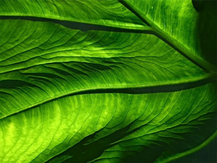 photo of green leaf, shallow, focus, photography, leaves, green color HD wallpaper