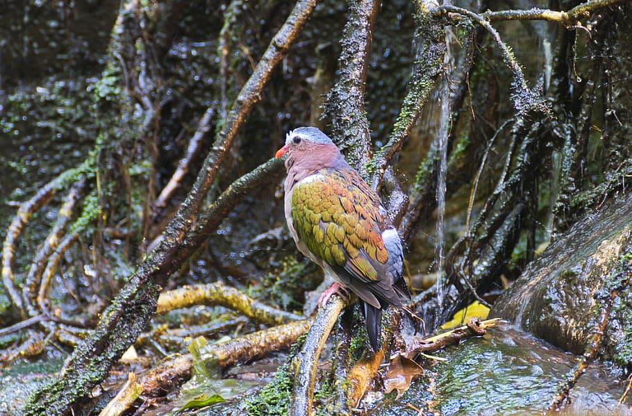 bird, rainforest, wet, tree, animals in the wild, animal wildlife HD wallpaper