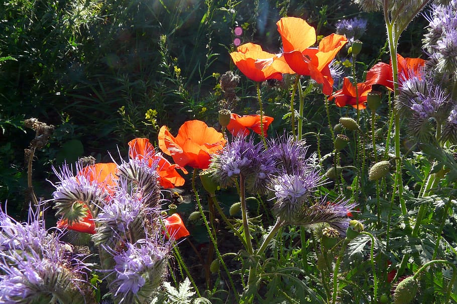 poppy, red, thistle, violet, blossom, bloom, klatschmohn, color HD wallpaper