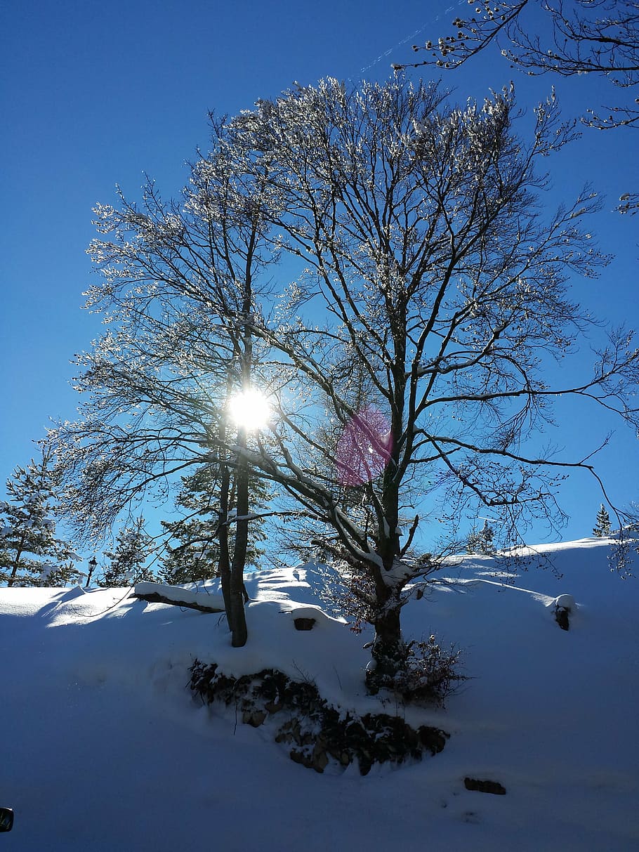 wintry, snow, snow landscape, winter magic, tree, hiking, nature HD wallpaper