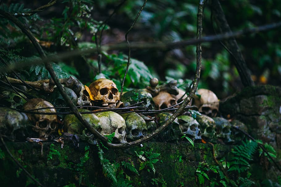 skull lot on forest, skulls on moss with plants nature photography HD wallpaper