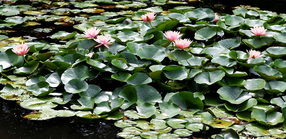 Waterlily, Pink, Flowers, Pond, Park, pink flowers, grounds for sculpture, HD wallpaper