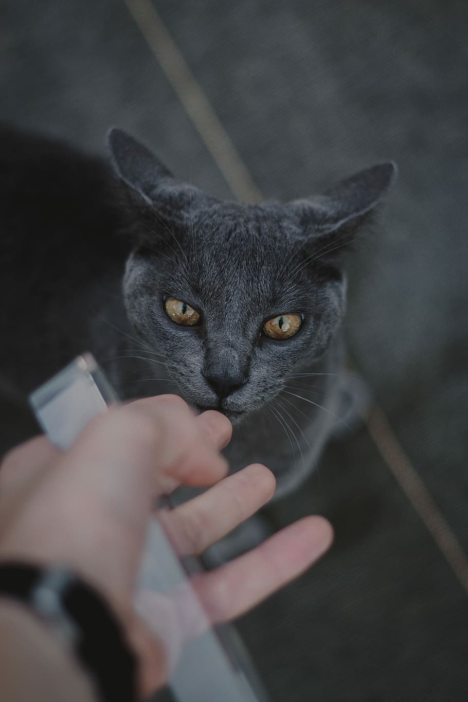 photography of gray cat outdoor, eye, hand, holding, feline HD wallpaper