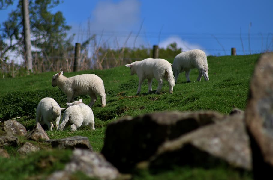 Lambs, Sheep, Playful, farm, livestock, agriculture, animal HD wallpaper