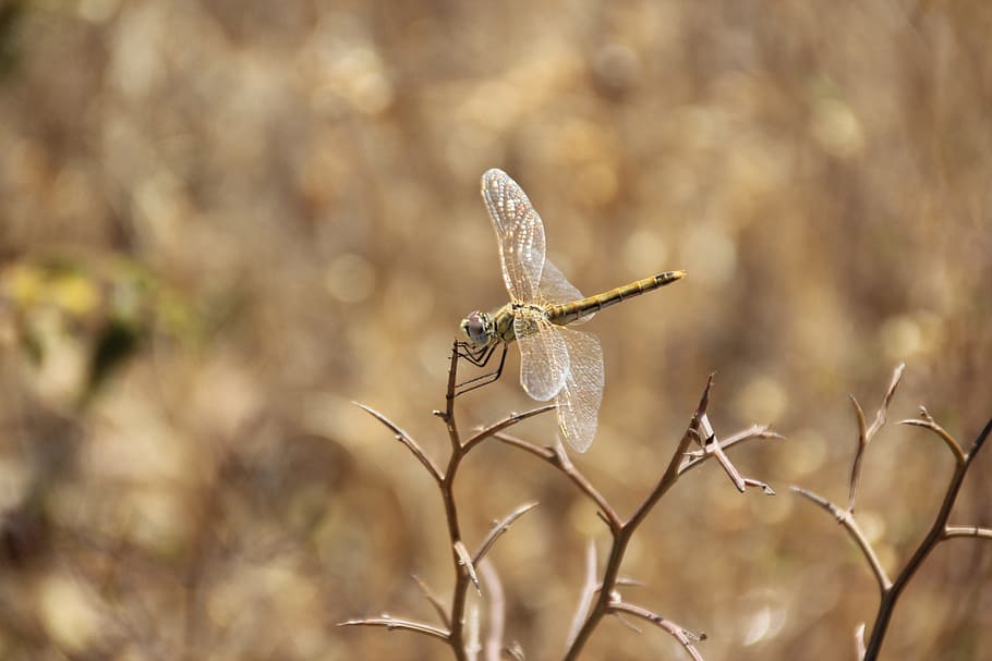Dragonfly, Nature, Insect, Brown, wildlife, one animal, no people HD wallpaper