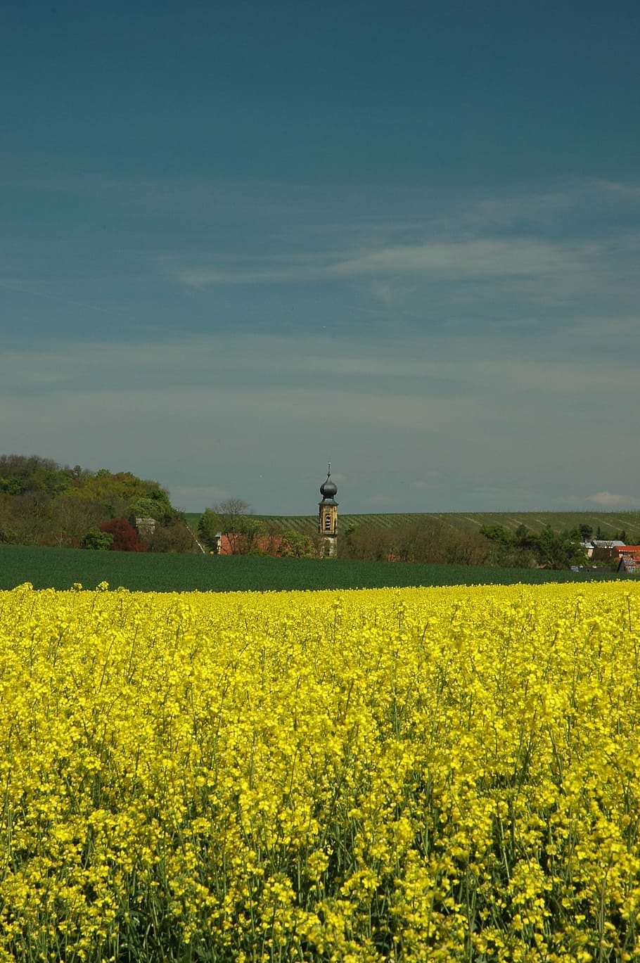spring, oilseed rape, yellow, landscape, field, rape blossom HD wallpaper