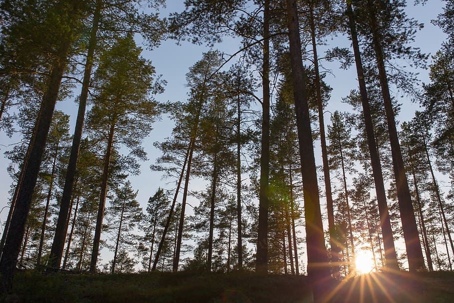 foliage, trees, sunset, rays, nature, forest, light, environment HD wallpaper