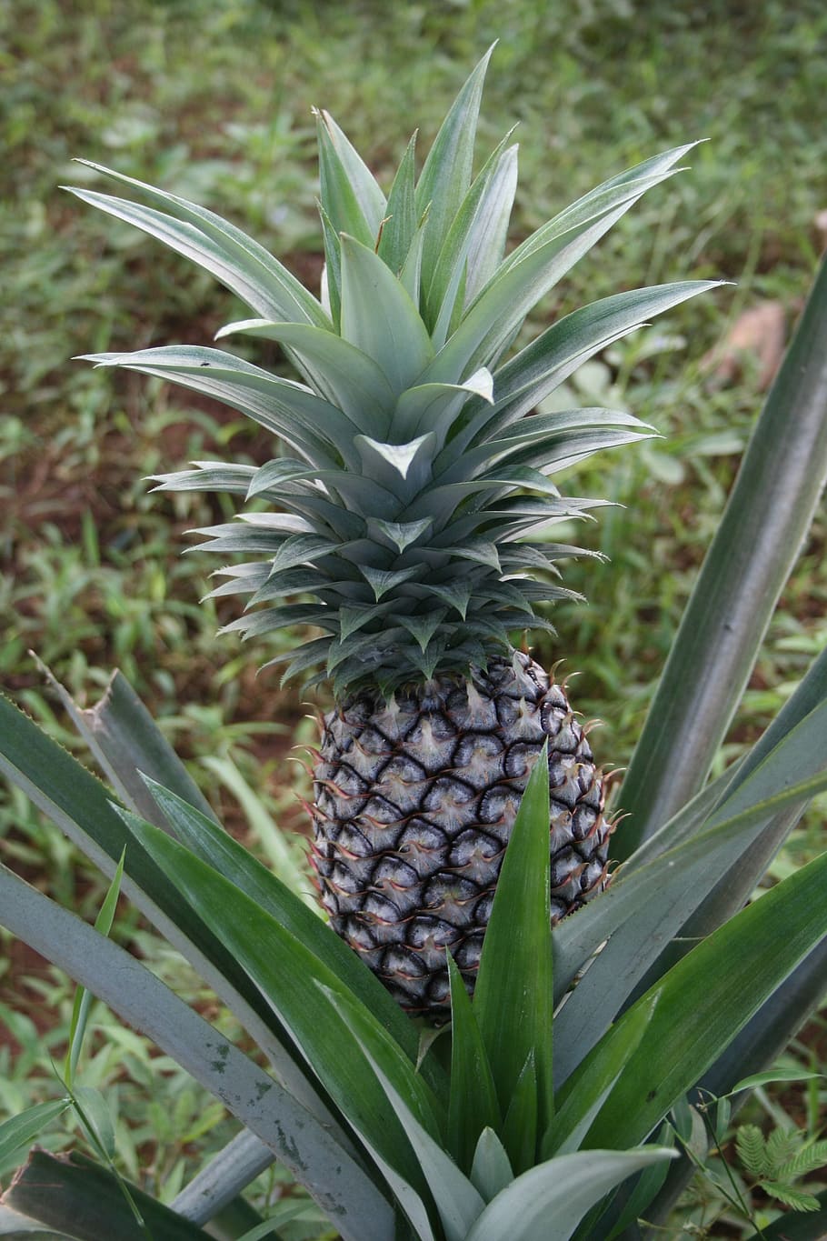 pineapple, zanzibar, fruit, plant, tropical fruit, freshness, HD wallpaper