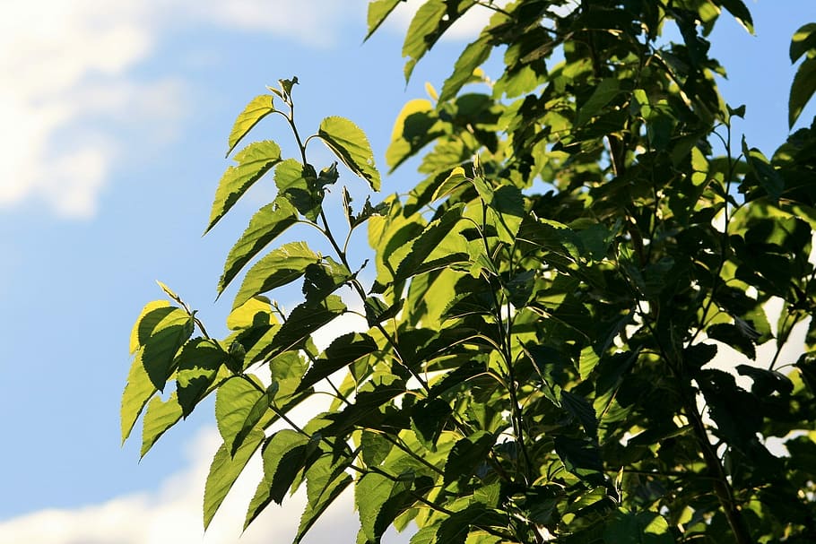 Tree, Foliage, Leaves, Light, green, translucent, agriculture HD wallpaper