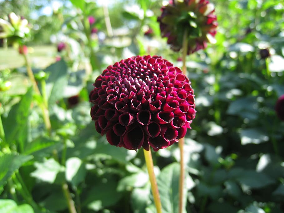 dahlia, dark red, leaf, green, summer, garden, plant, flowering plant HD wallpaper