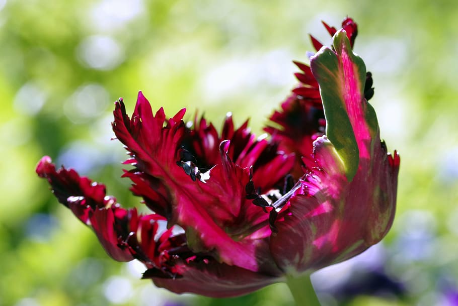 flower, jagged, tulip, raspberry, red, dark, strange, nature HD wallpaper