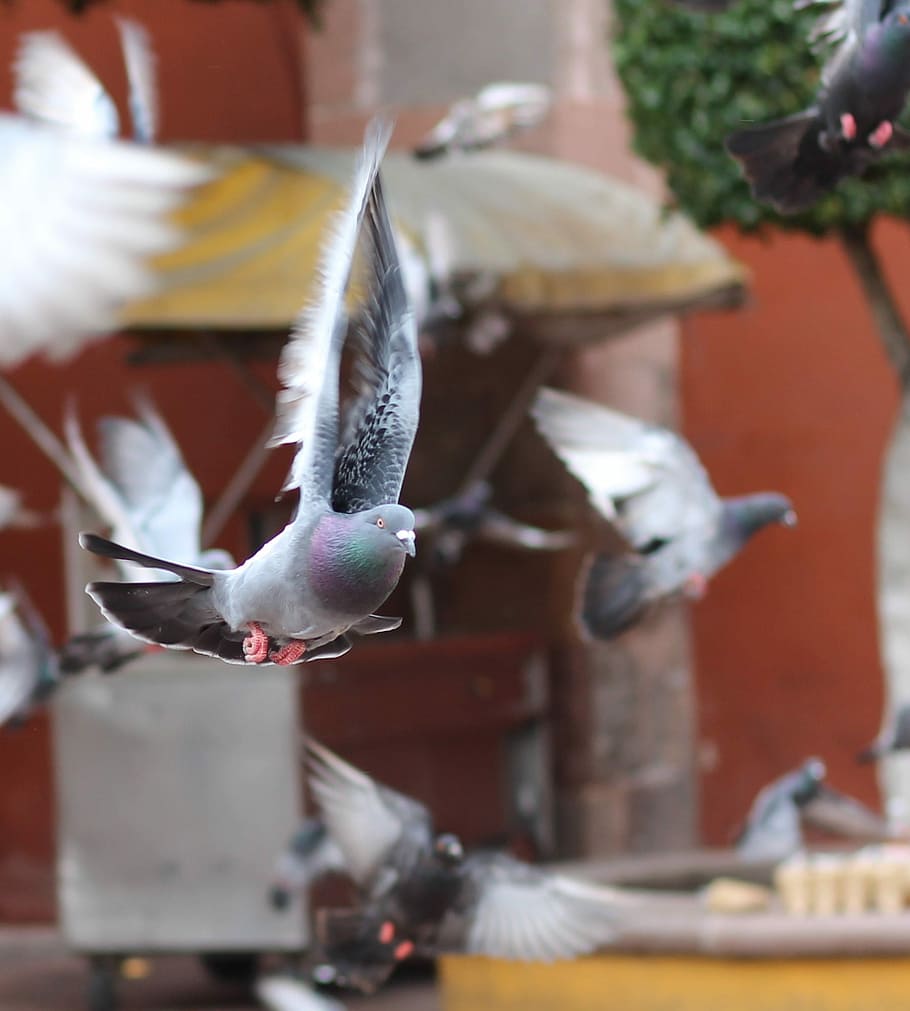 Pigeon on the fly, shallow focus photo of flying pigeon during day time, HD wallpaper