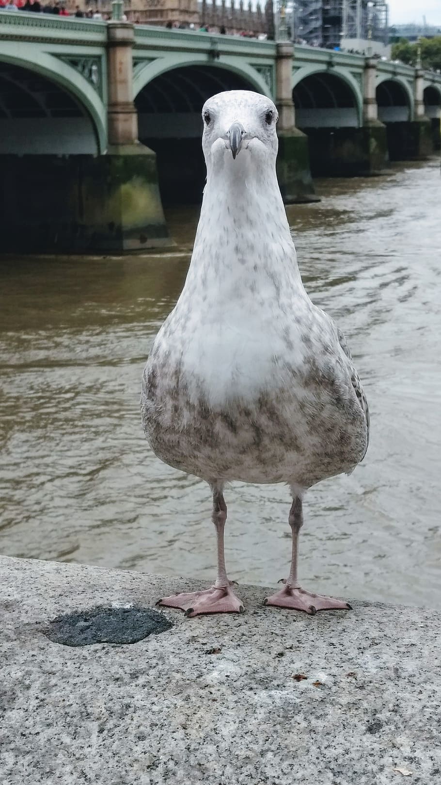 waterloo, bird, seagull, thames, animal themes, vertebrate HD wallpaper