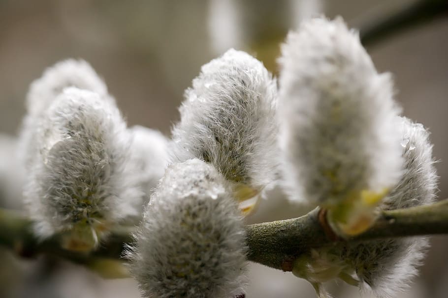 kitten, willow catkin, pasture, fluff, spring, bud, fluffy HD wallpaper