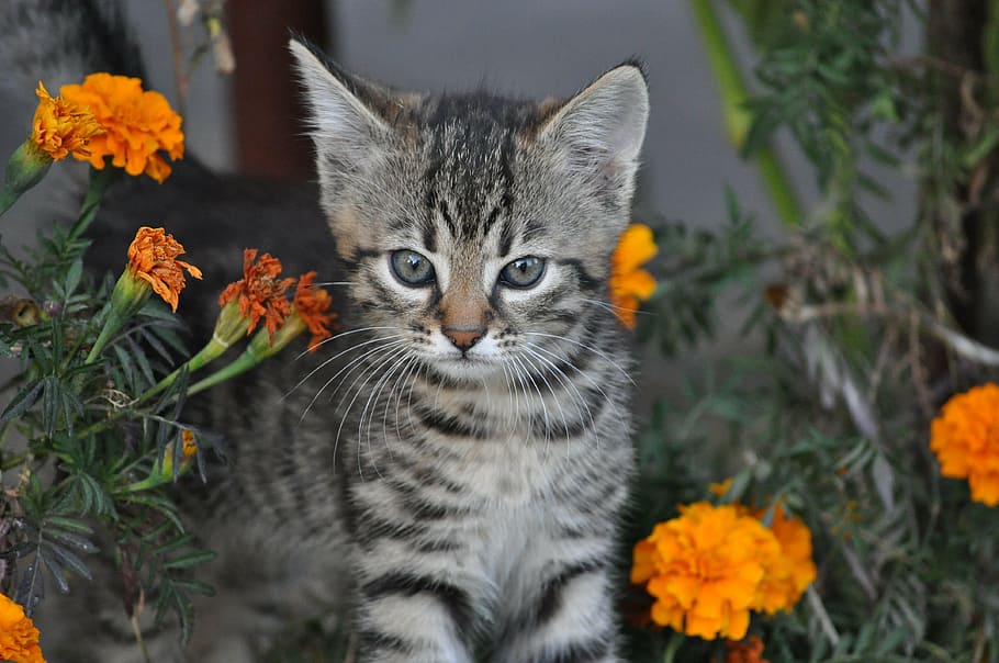silver tabby kitten surrounded by orange flowers, animals, a young kitten