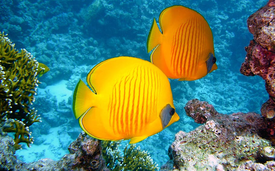 two yellow discus fishes, zitronenfalter fish, exotic, tropical, HD wallpaper
