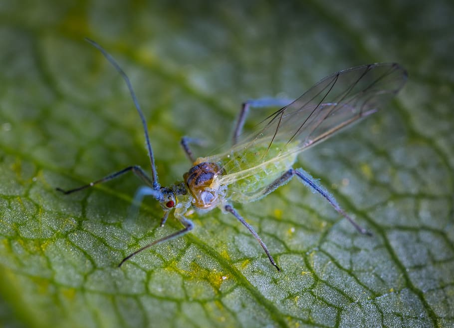 macro, insect, aphid, animal, animal wildlife, animal themes HD wallpaper