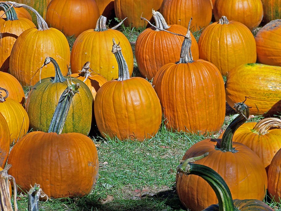 Pumpkins, Autumn, Fall, Halloween, Grass, lawn, agriculture HD wallpaper