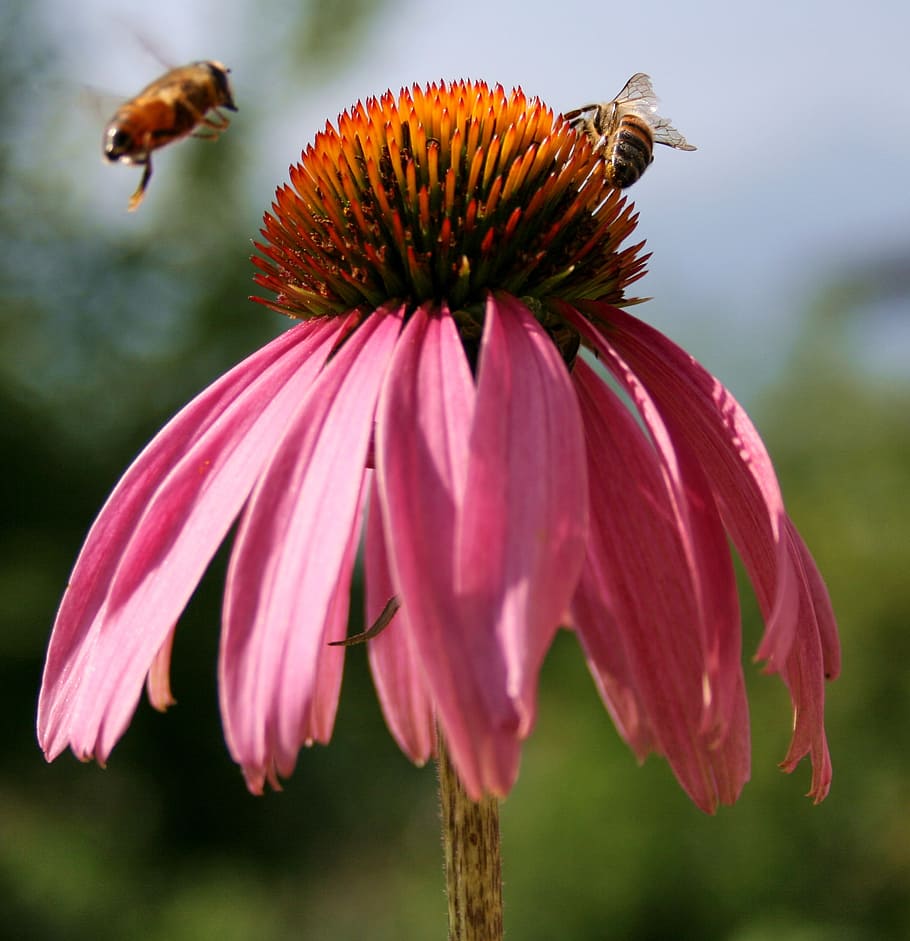 bee, flower, macro, insect, nectar, honeybee, blossom, pollen HD wallpaper
