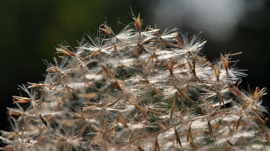 spring, reed, dry, backlight, macro, close-up, plant, focus on foreground HD wallpaper