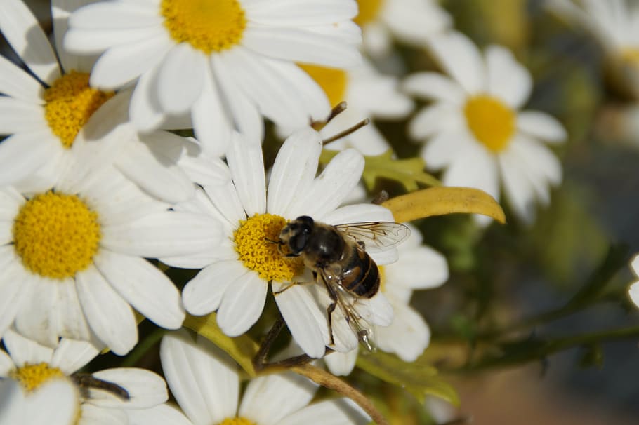 insect, bee, raindrop, blossom, bloom, food intake, pollination HD wallpaper