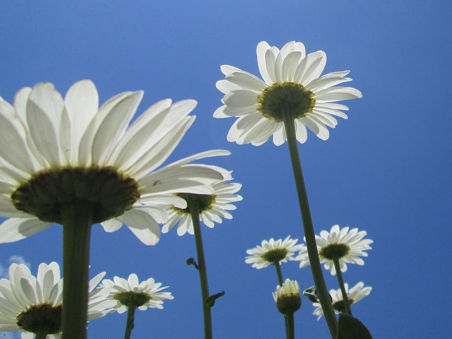 dailies, flowers, summer, nature, daisy, plant, close-up, flowering plant HD wallpaper