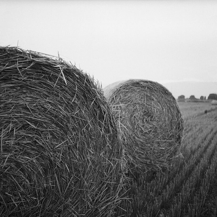 hay, rolls, bale, agriculture, harvest, summer, nature, rural, HD wallpaper
