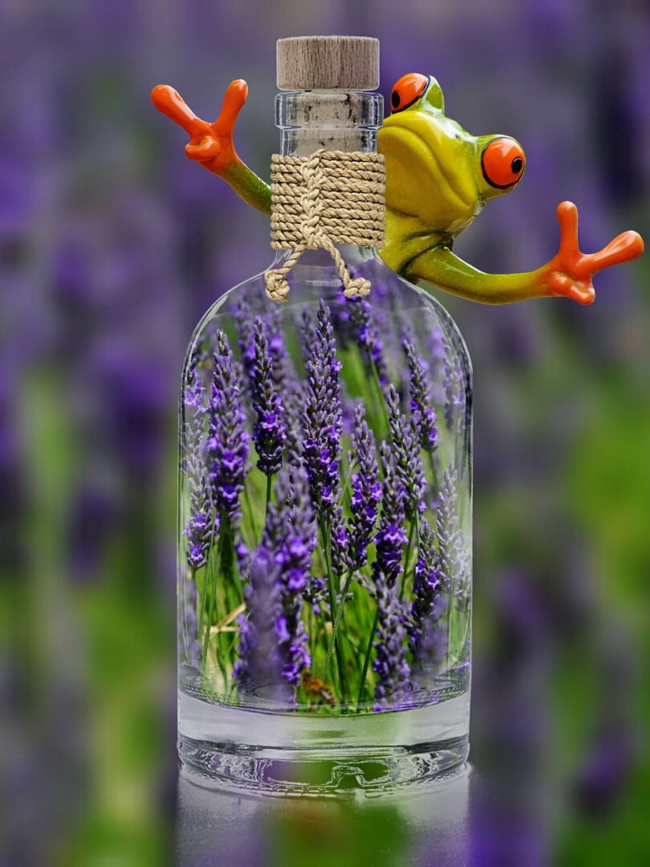 lavender, bottle, frog, funny, plant, spring, purple, nature HD wallpaper