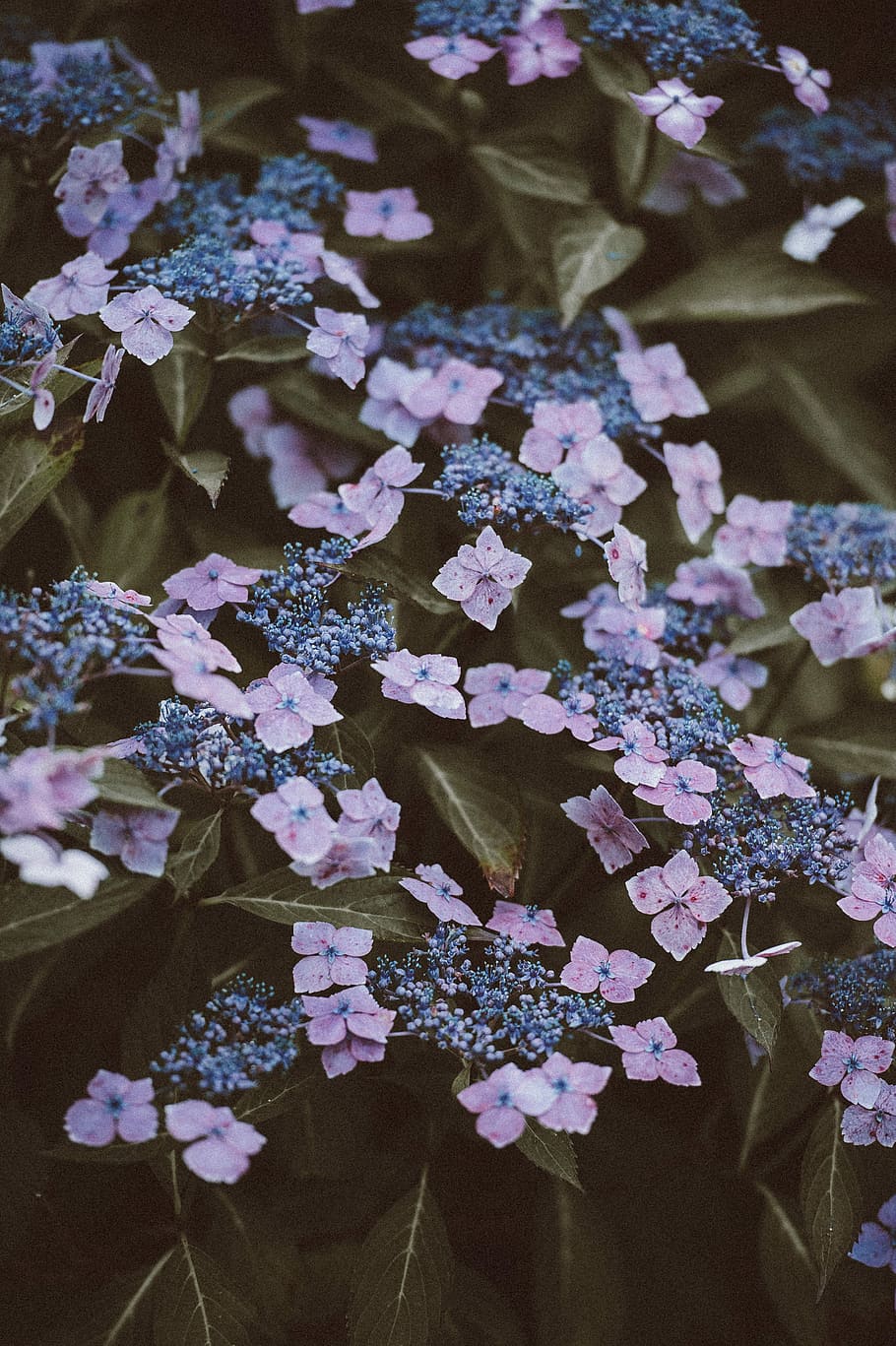 purple flowers scattered in water, flowering plant, vulnerability HD wallpaper