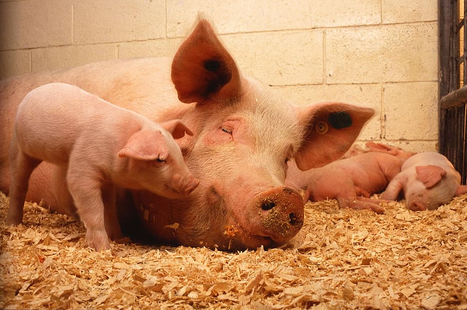 pink pig on coral, pigs, domestic, animals, fauna, pork, livestock