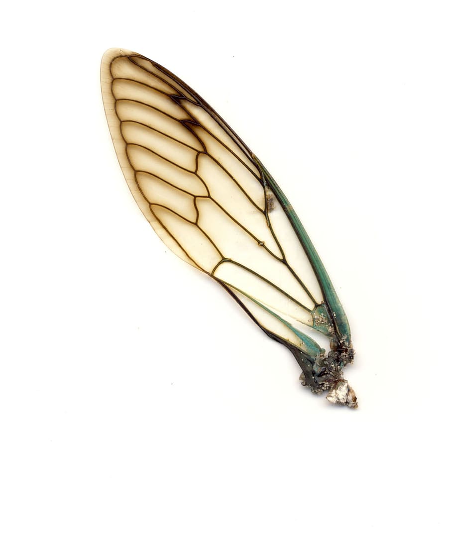 termite wing illustration, insect, dragonfly, bug, macro, wildlife HD wallpaper