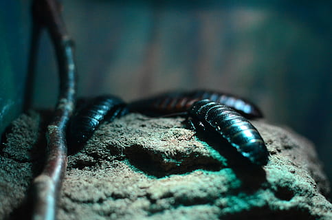 cockroaches on rock, four sowbugs on roack, pet, hissing, creepy crawly HD wallpaper