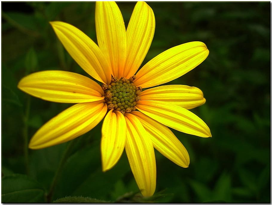Sun Hat, Yellow, Blossom, Bloom, Plant, shining coneflower HD wallpaper