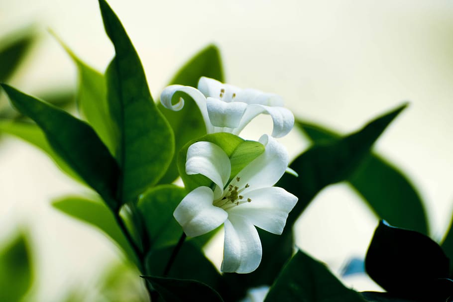 Delicate, close up photography of white calamansi flowers in bloom, HD wallpaper