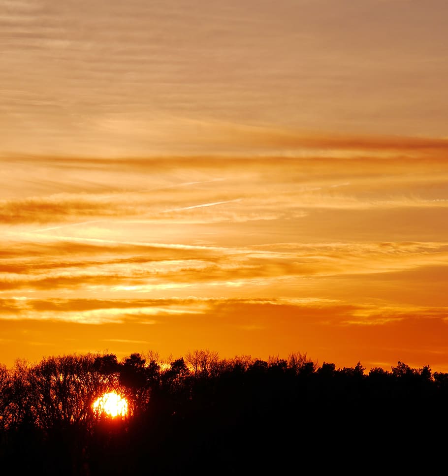 Mood, Forest, Sunset, afterglow, evening sky, tree, clouds HD wallpaper
