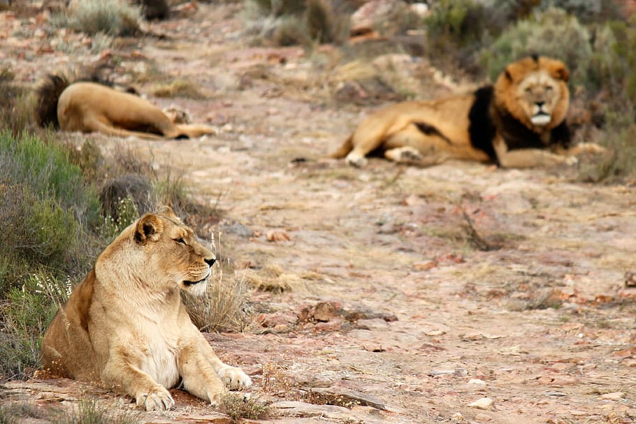 lion, lions, lioness, safari, baby rhinoceros, national park, HD wallpaper