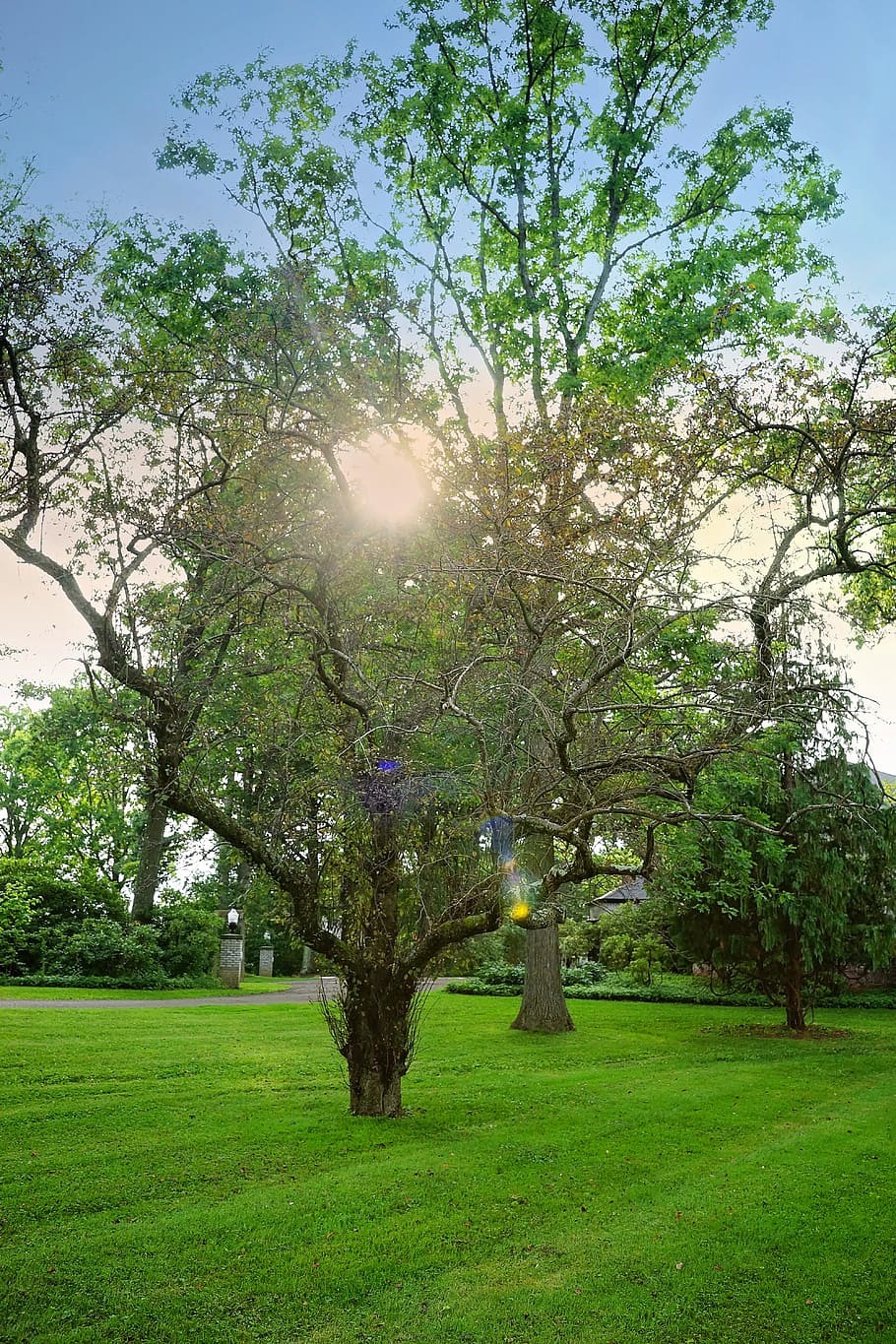 sunset, tree, nature, outdoor, scenery, plant, grass, green color HD wallpaper