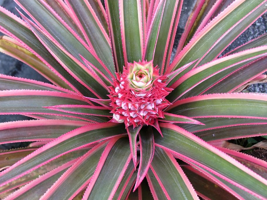 Pineapple, Pink, Fruit, Fresh, Summer, bright, healthy, tropical HD wallpaper