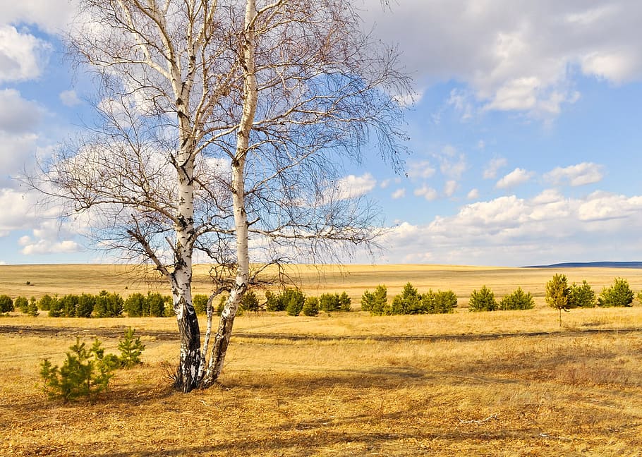 photo of bare tree and dried field, birch trees, wood, sky HD wallpaper
