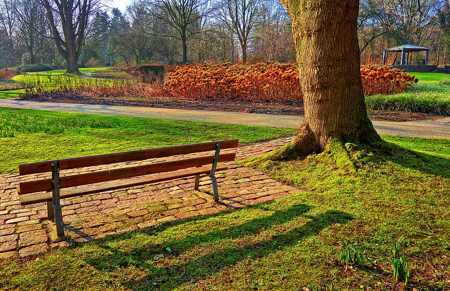 bench beside tree at daytime photo, grass, path, hortensia HD wallpaper