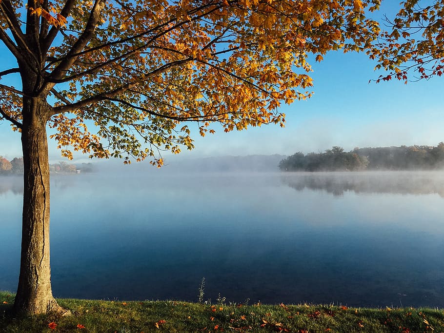 brown tree near body of water, lake, autumn, fall, foliage HD wallpaper