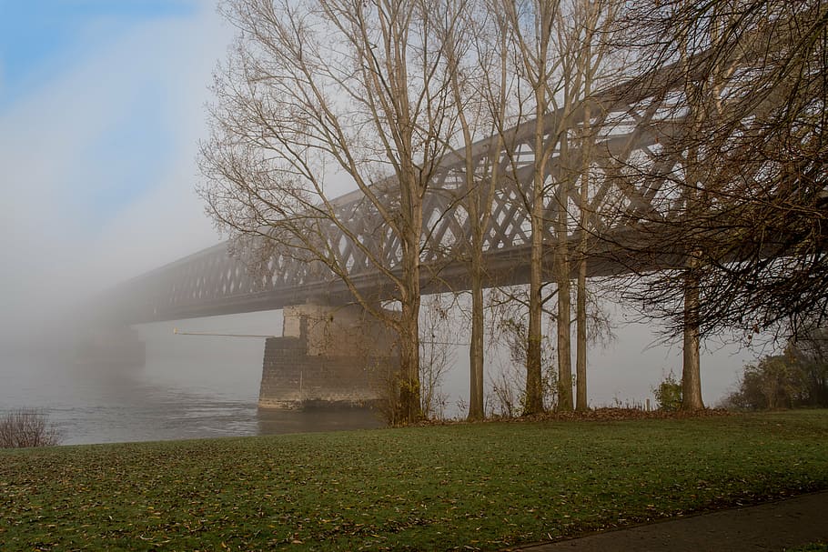 urmitz, bridge, fog, river, early morning, tree, plant, nature HD wallpaper