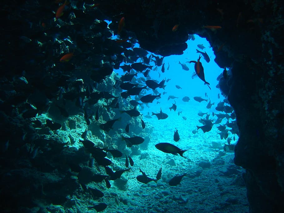 school of fish in sea cave, ocean, riff, water, red sea, underwater, HD wallpaper