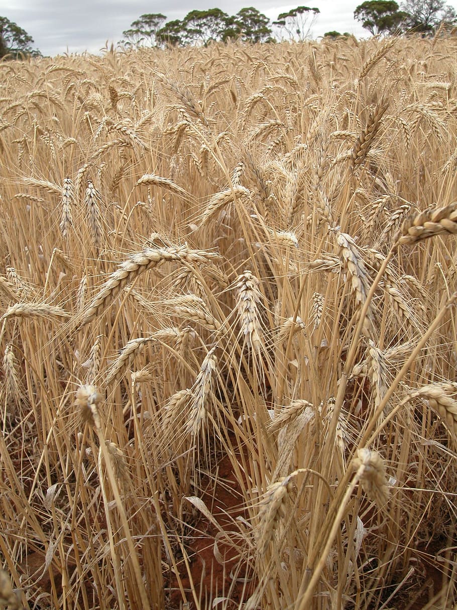 wheat, wheat field, cereal, landscape, agriculture, grain, rural scene HD wallpaper