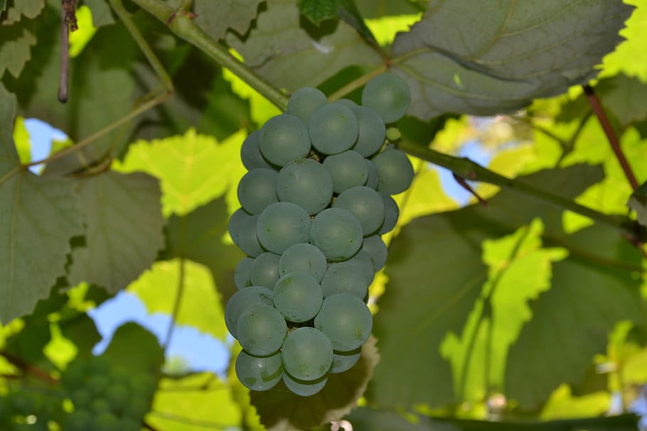 grapes, parra, vine, growth, leaf, food and drink, plant, fruit HD wallpaper