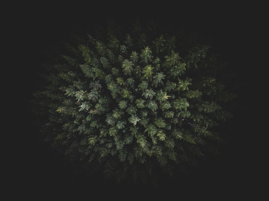 dark, green, trees, plants, nature, aerial, view, growth, beauty in nature HD wallpaper