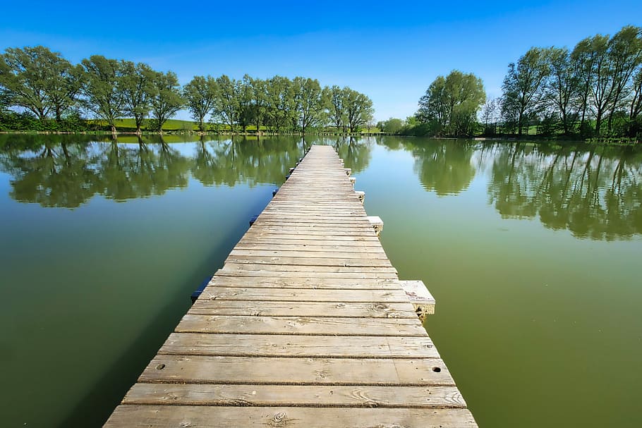 brown wooden dock surrounded by body of water, tree, nature HD wallpaper