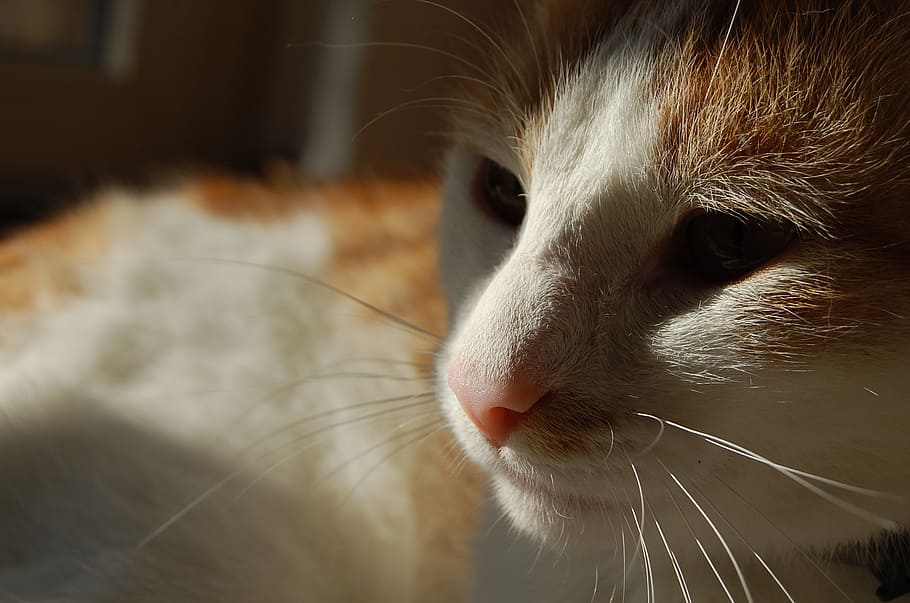 cats, shadow, pet, animal, mammal, white, one animal, animal themes HD wallpaper