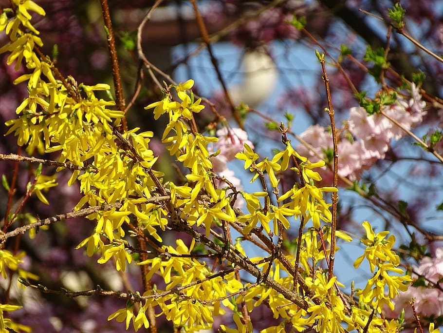 spring, nature, flowers, plant, yellow, growth, beauty in nature HD wallpaper
